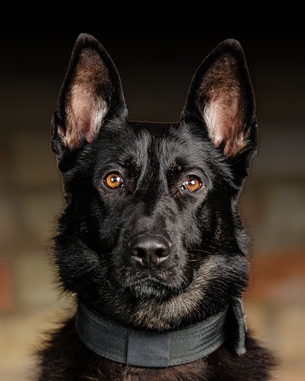 Protection Dogs Personal & Family Protection Dogs for Sale UK