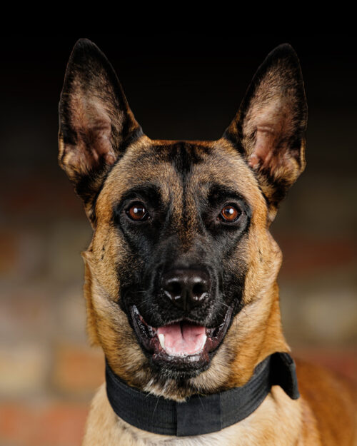 Protection Dogs Personal & Family Protection Dogs for Sale UK