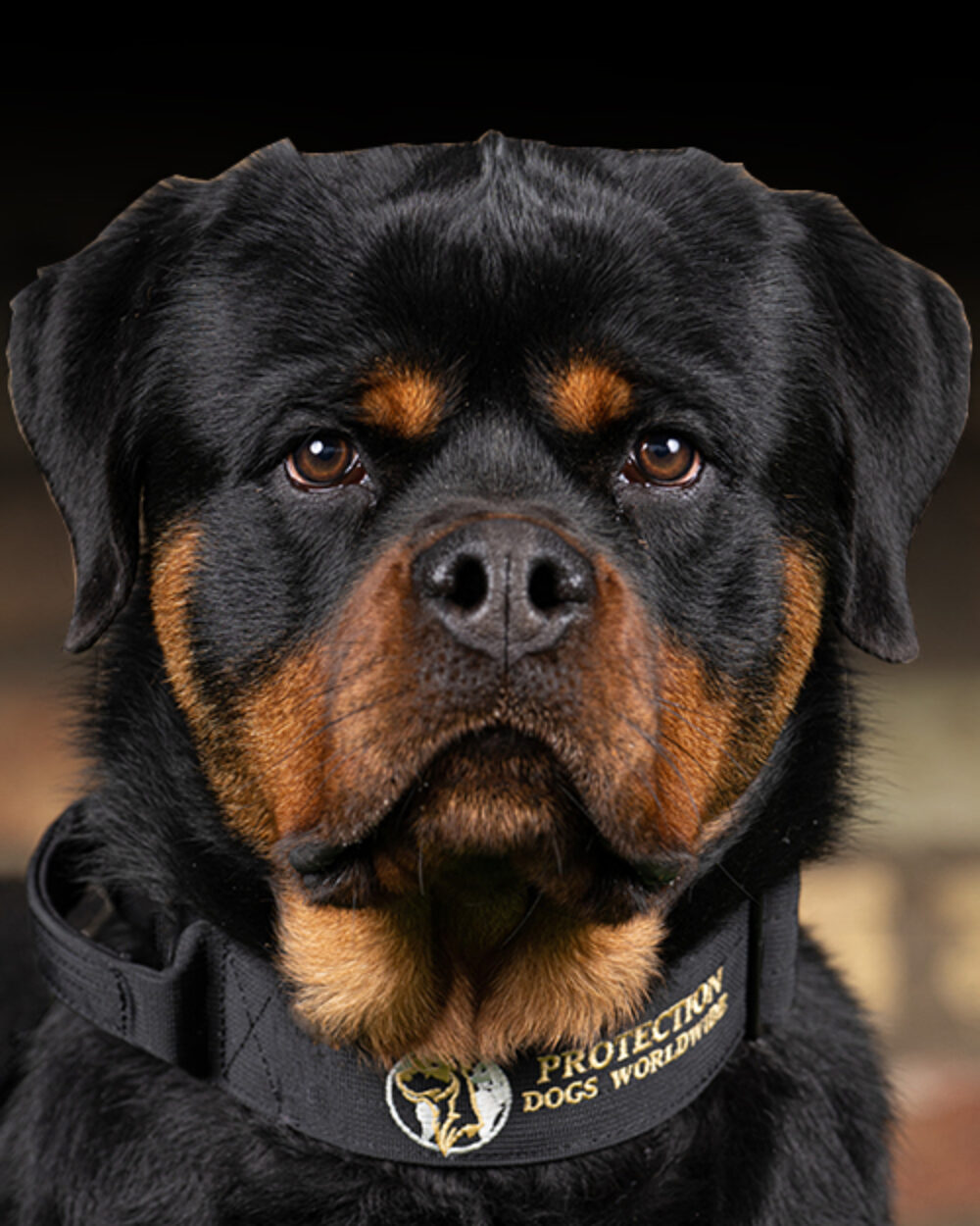 Protection Dogs Personal & Family Protection Dogs for Sale UK