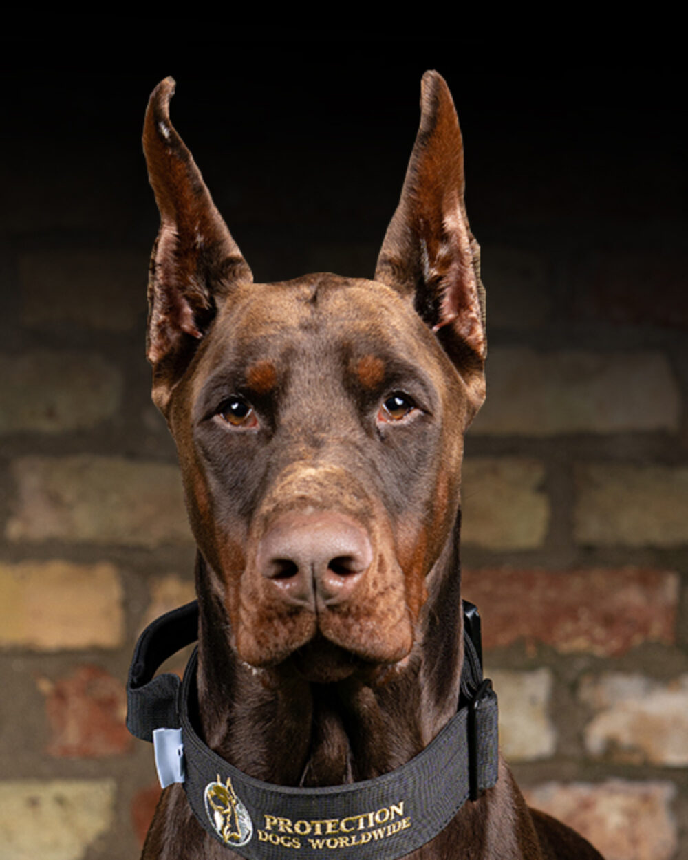 Protection Dogs Personal & Family Protection Dogs for Sale UK