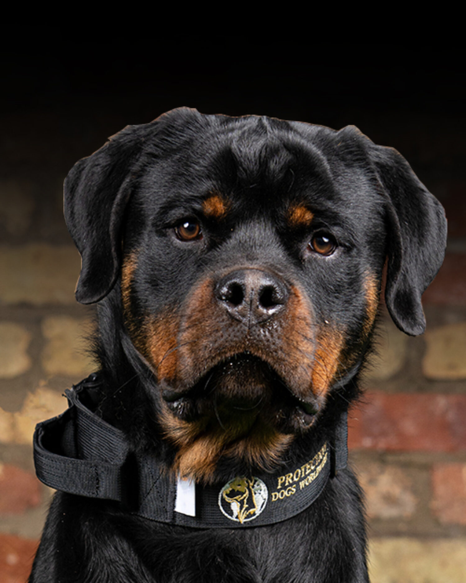 Rottweiler Guard Dog
