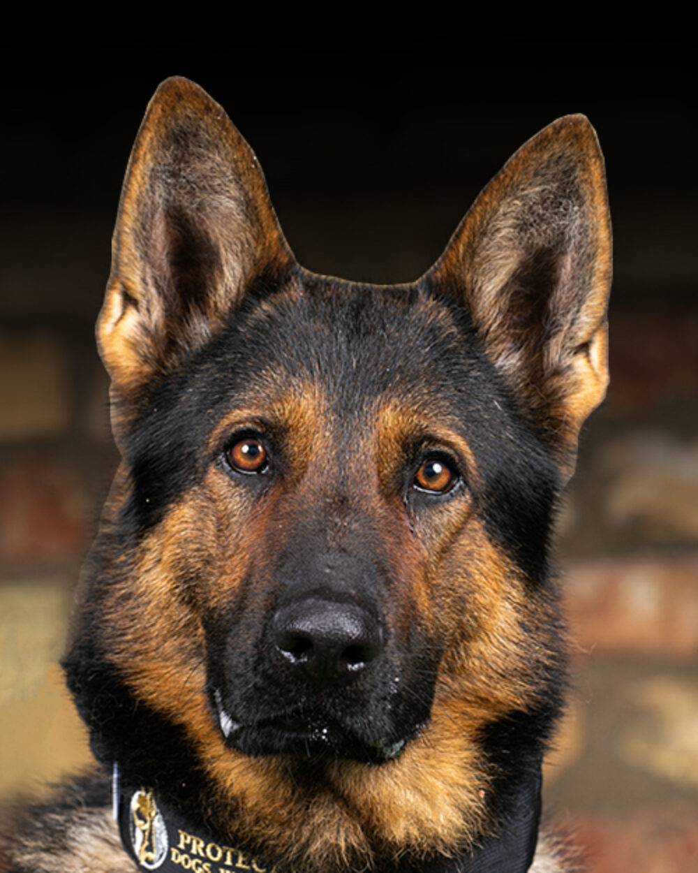 Protection Dogs Personal & Family Protection Dogs for Sale UK