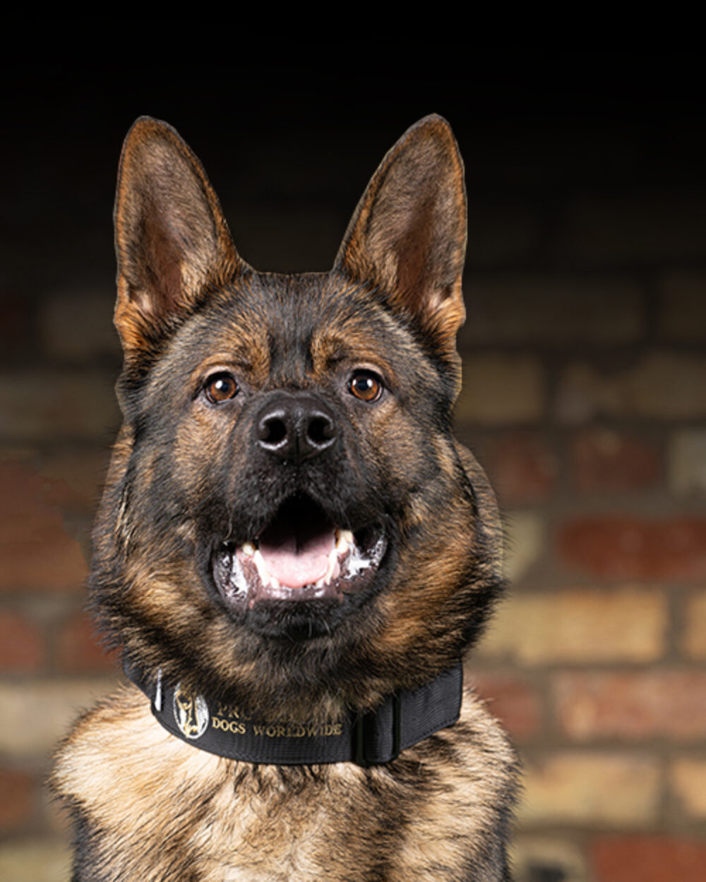 Protection Dogs Personal & Family Protection Dogs for Sale UK