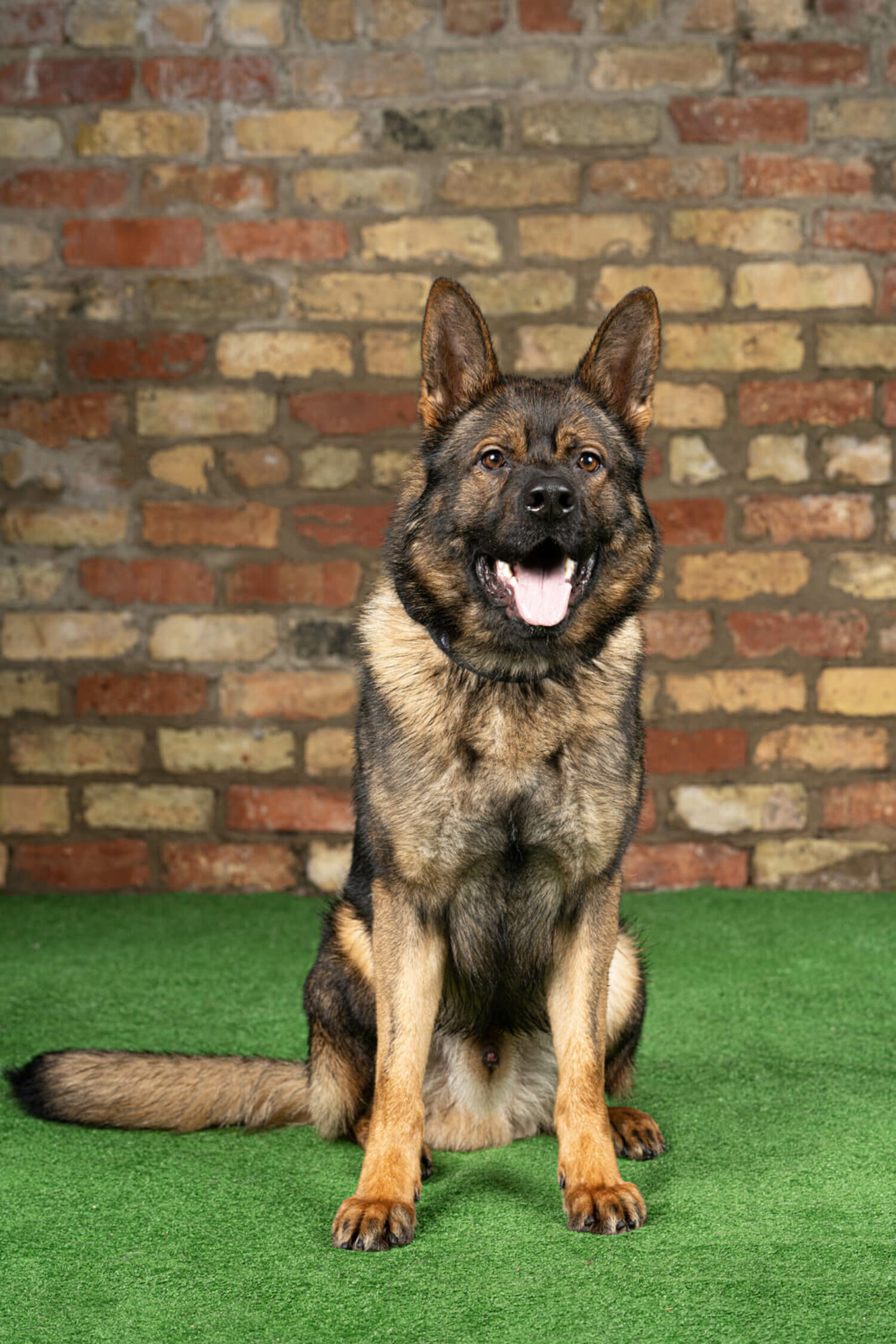 PAX German Shepherd Call 44 (0) 793 0408 458. for available dogs