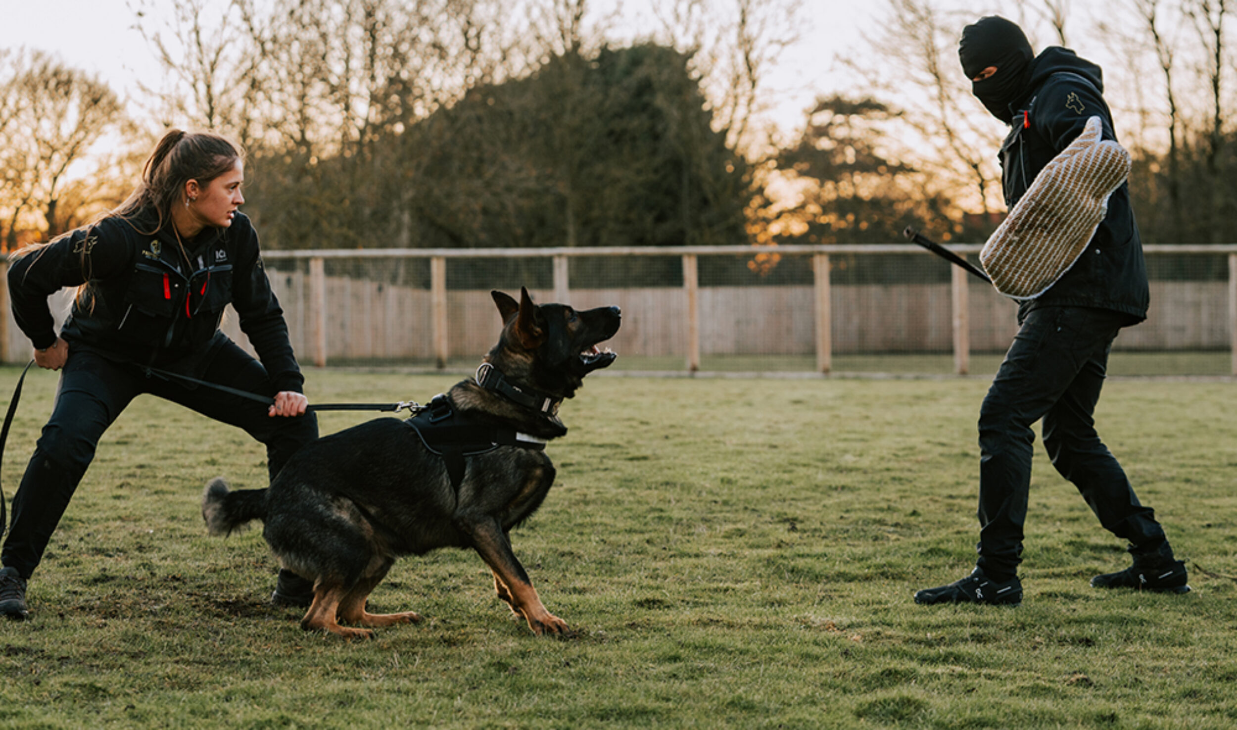 Personal Protection Training for Dogs, Family Dogs Training UK