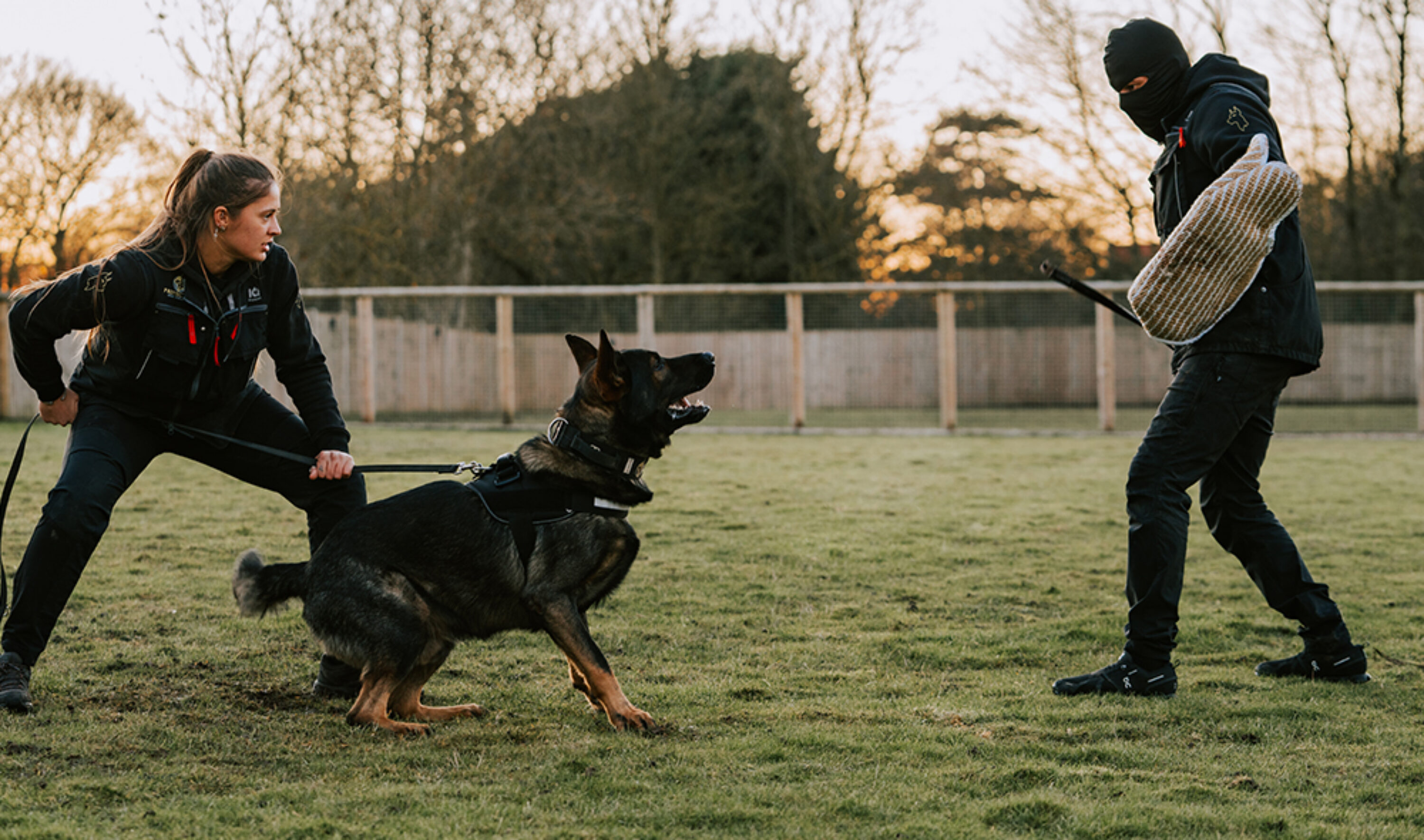 Training Your German Shepherd Dog (Training Your Dog Series): Rice, Dan:  9780764143205: Amazon.com: Books