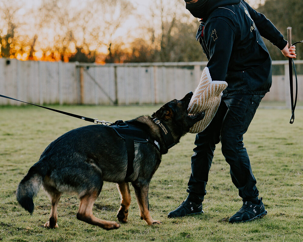 Personal Protection Training for Dogs, Family Dogs Training UK