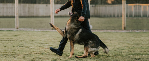 Schutzhund trained shop dobermans for sale