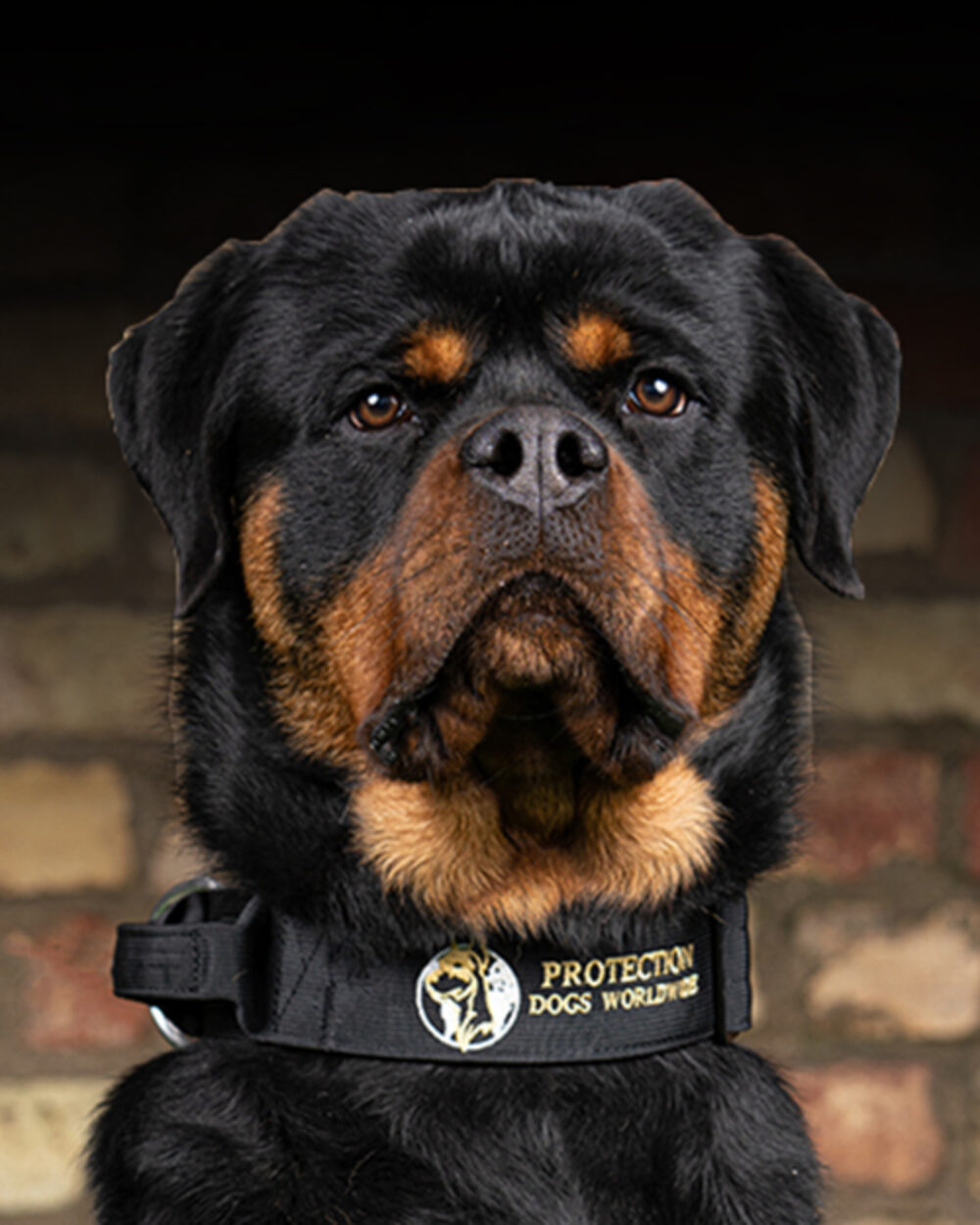 Protection Dogs Personal & Family Protection Dogs for Sale UK