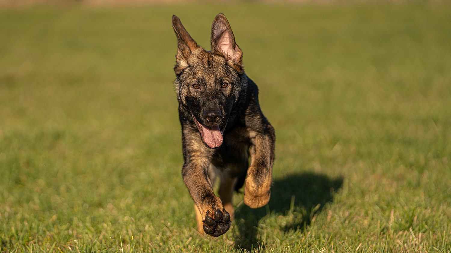 Protection Dogs Personal & Family Protection Dogs for Sale UK