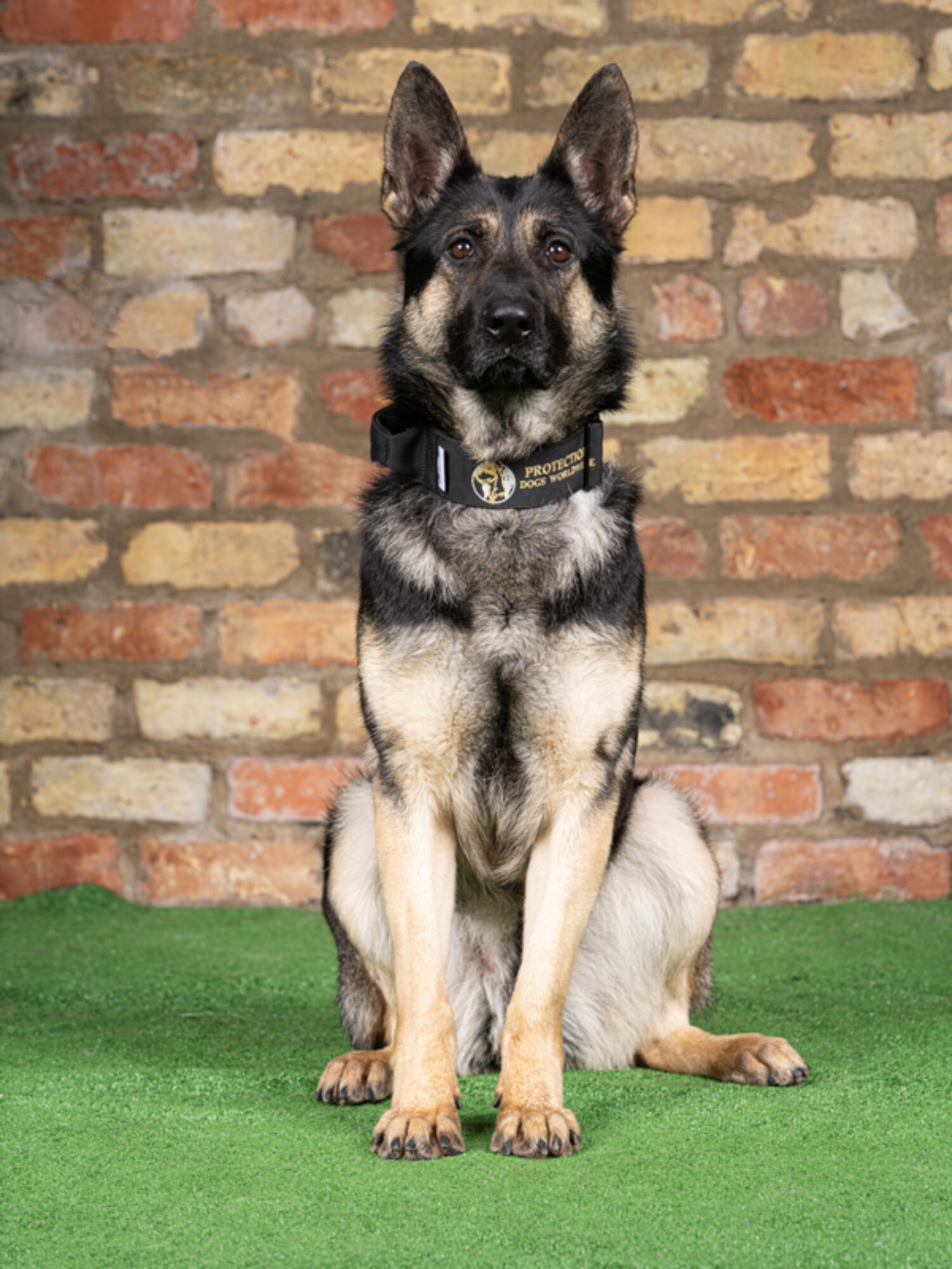 Ellie Protection Dogs Worldwide