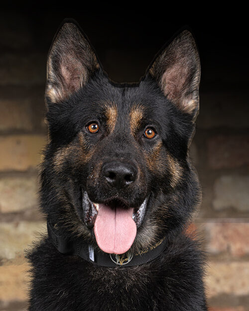 Protection Dogs Personal & Family Protection Dogs for Sale UK