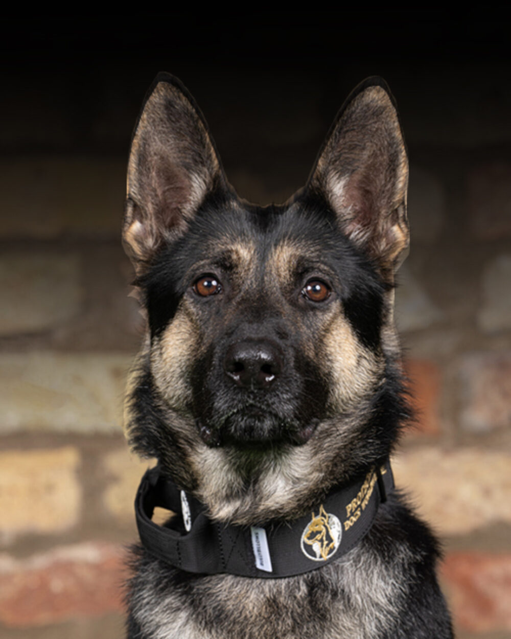 Protection Dogs Personal & Family Protection Dogs for Sale UK