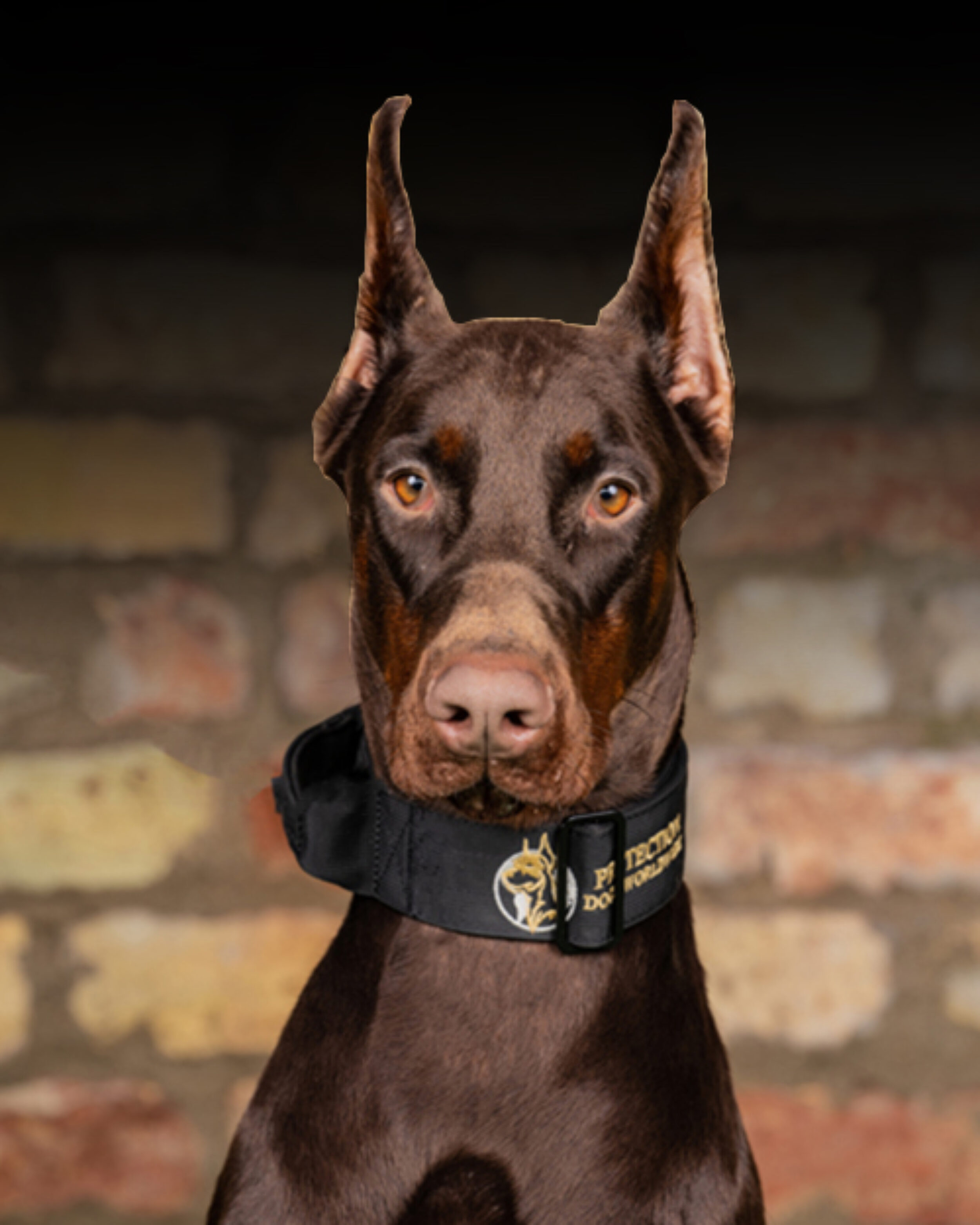 Ben Doberman (Reserved) Call +44 7930 408458 For Available Dogs