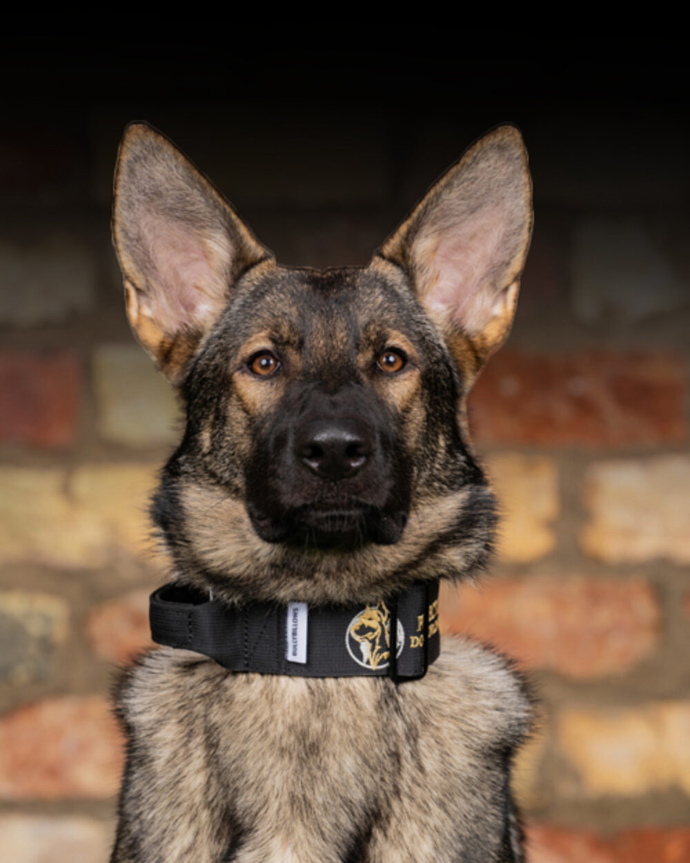 Protection Dogs Personal & Family Protection Dogs for Sale UK