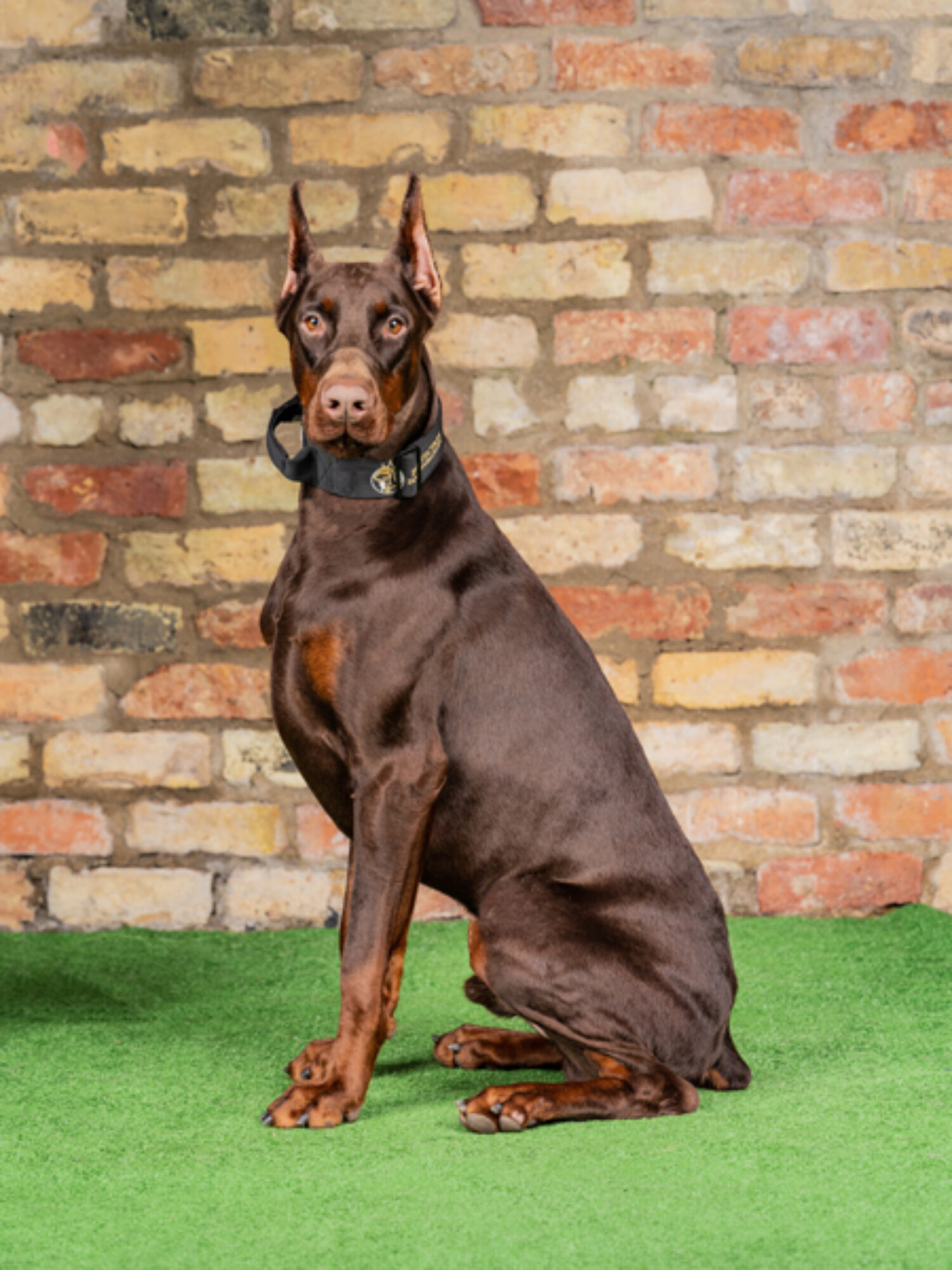 Ben – Doberman (Reserved) Call +44 7930 408458 For Available Dogs