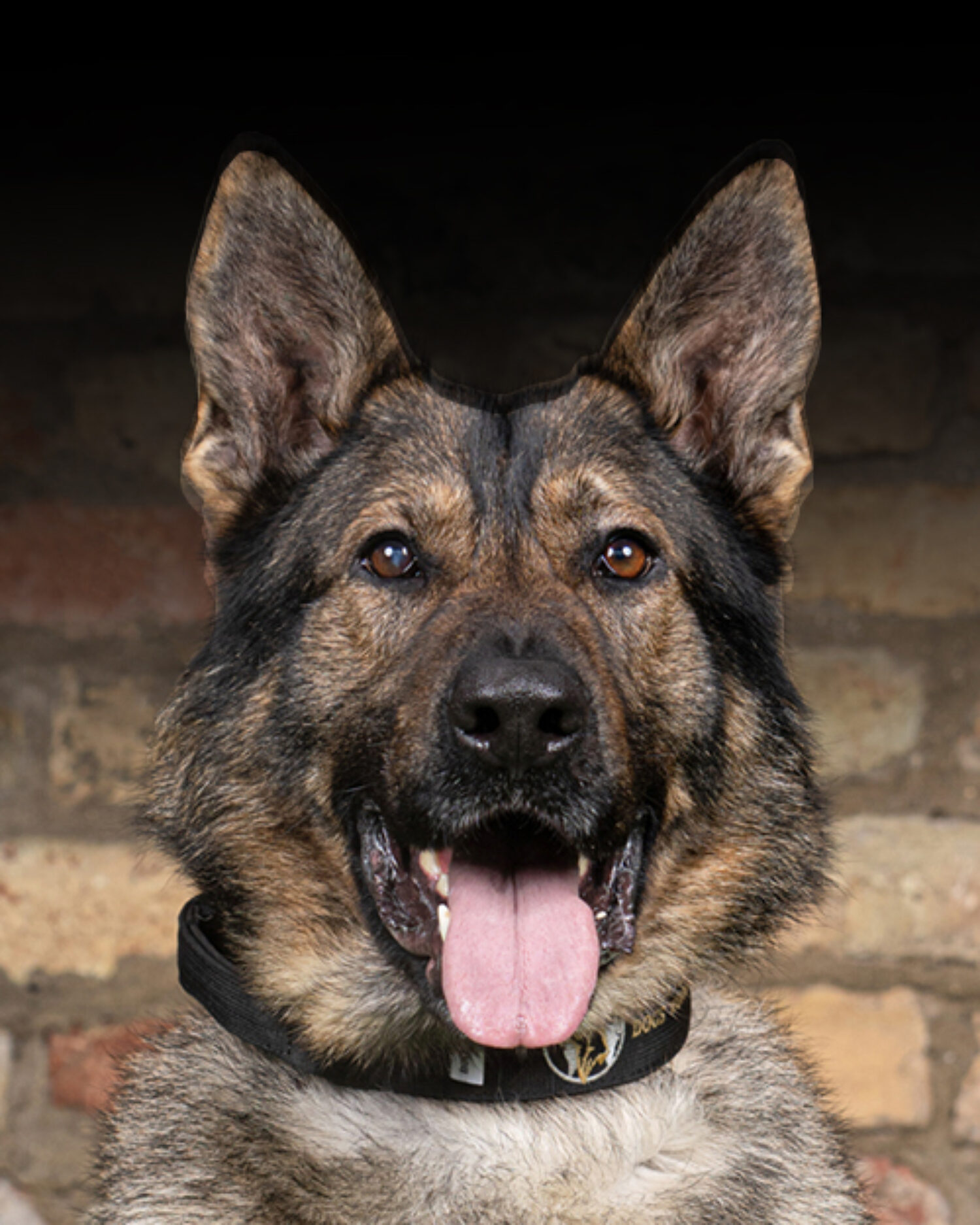 Trained German Shepherd Personal & Family Protection Dogs for Sale Uk