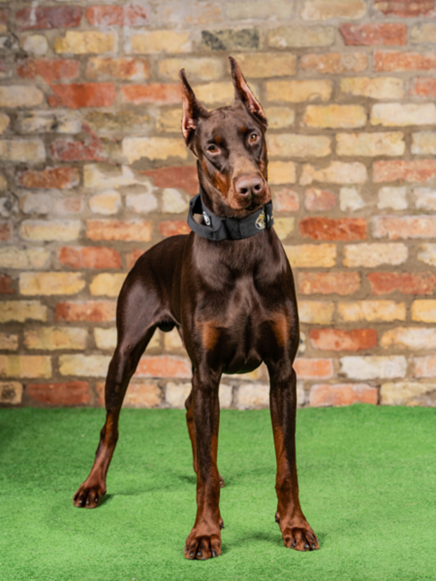 Ben – Doberman (Reserved) Call +44 7930 408458 For Available Dogs