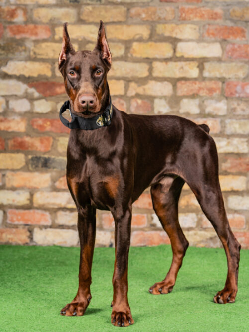 Ben – Doberman (Reserved) Call +44 7930 408458 For Available Dogs