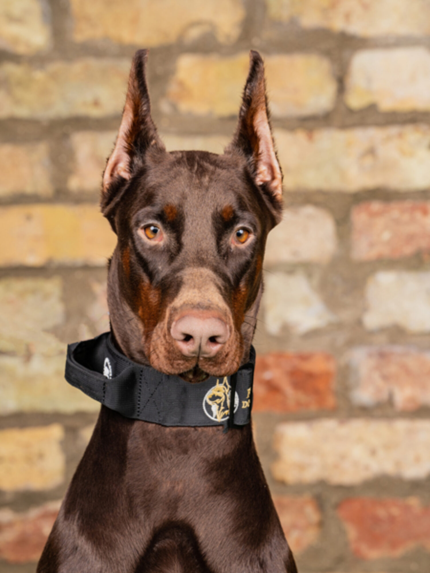 Ben – Doberman (Reserved) Call +44 7930 408458 For Available Dogs