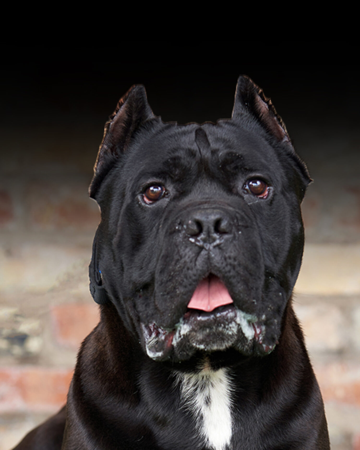 Trained Cane Corso Personal & Family Protection Dogs for Sale Uk