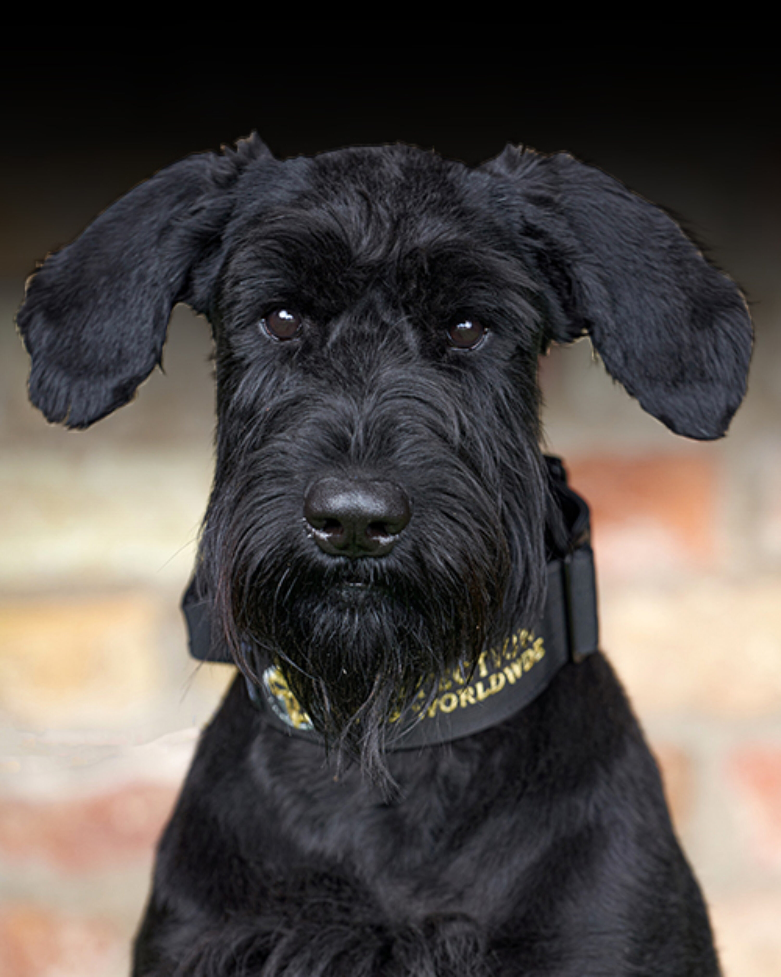 Kevin Giant Schnauzer Call +44 7930 408458 For Available Dogs