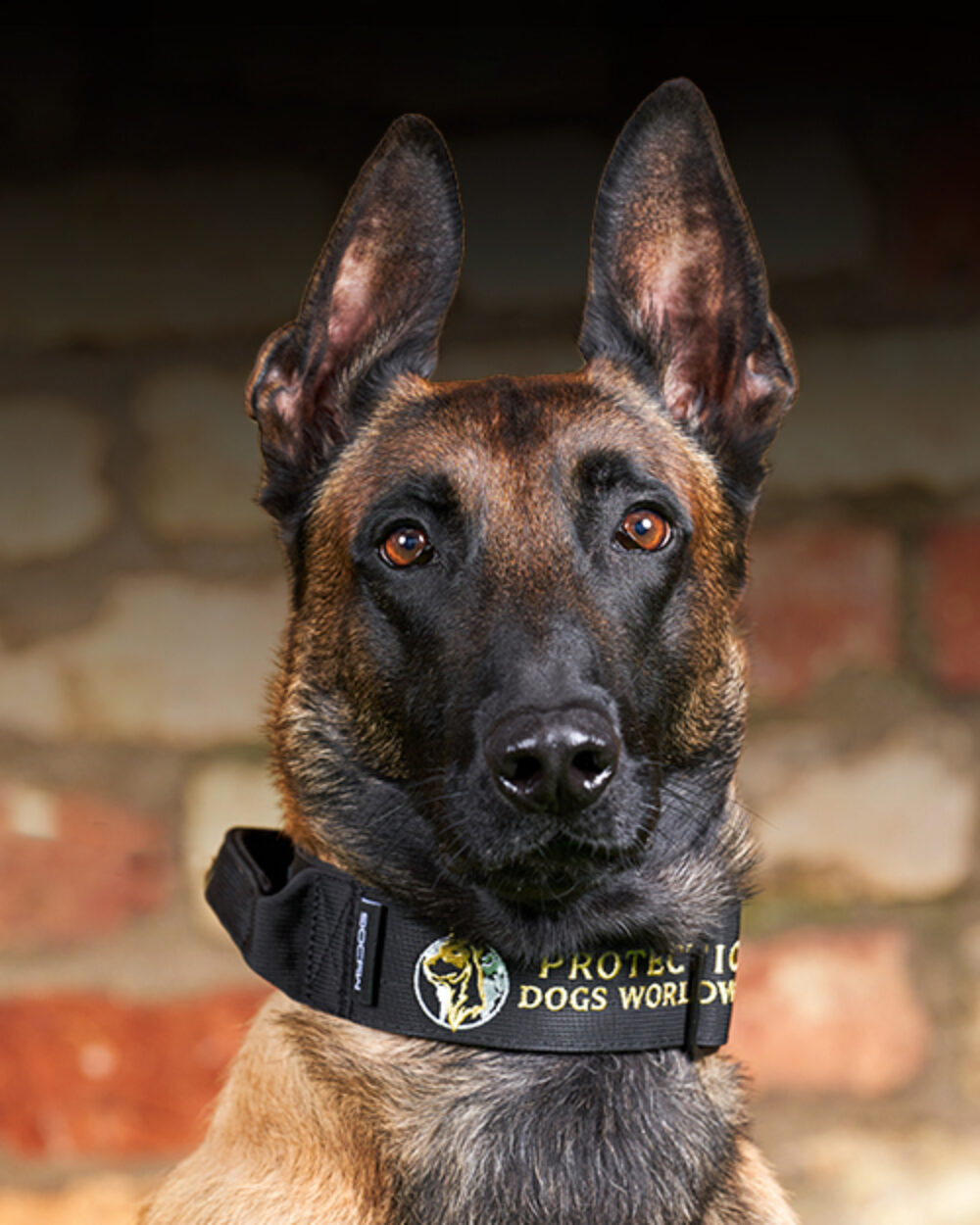 Protection Dogs Personal & Family Protection Dogs for Sale UK