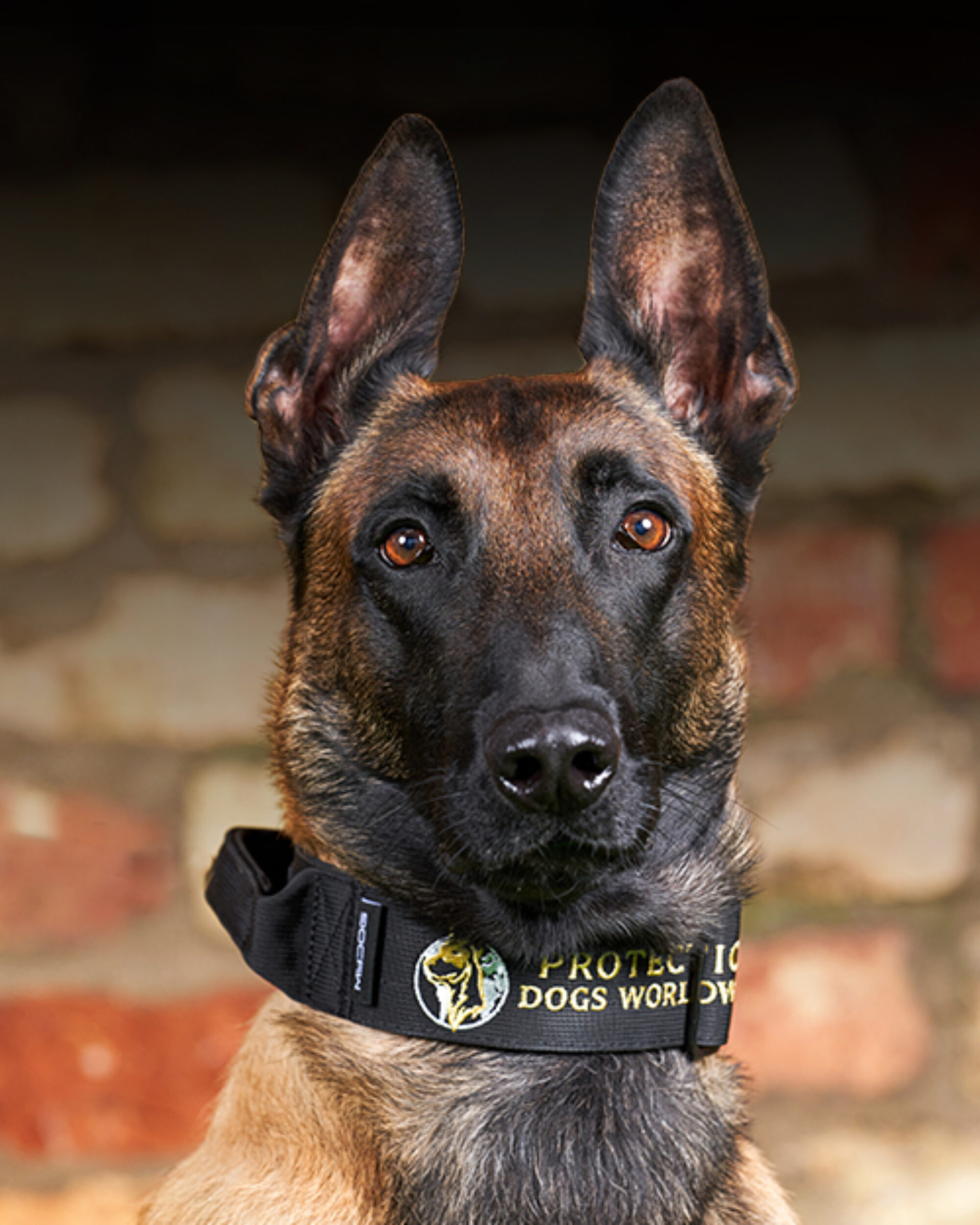 Glock Protection Dogs Worldwide