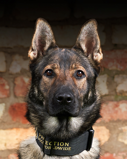 Protection Dogs Personal & Family Protection Dogs for Sale UK