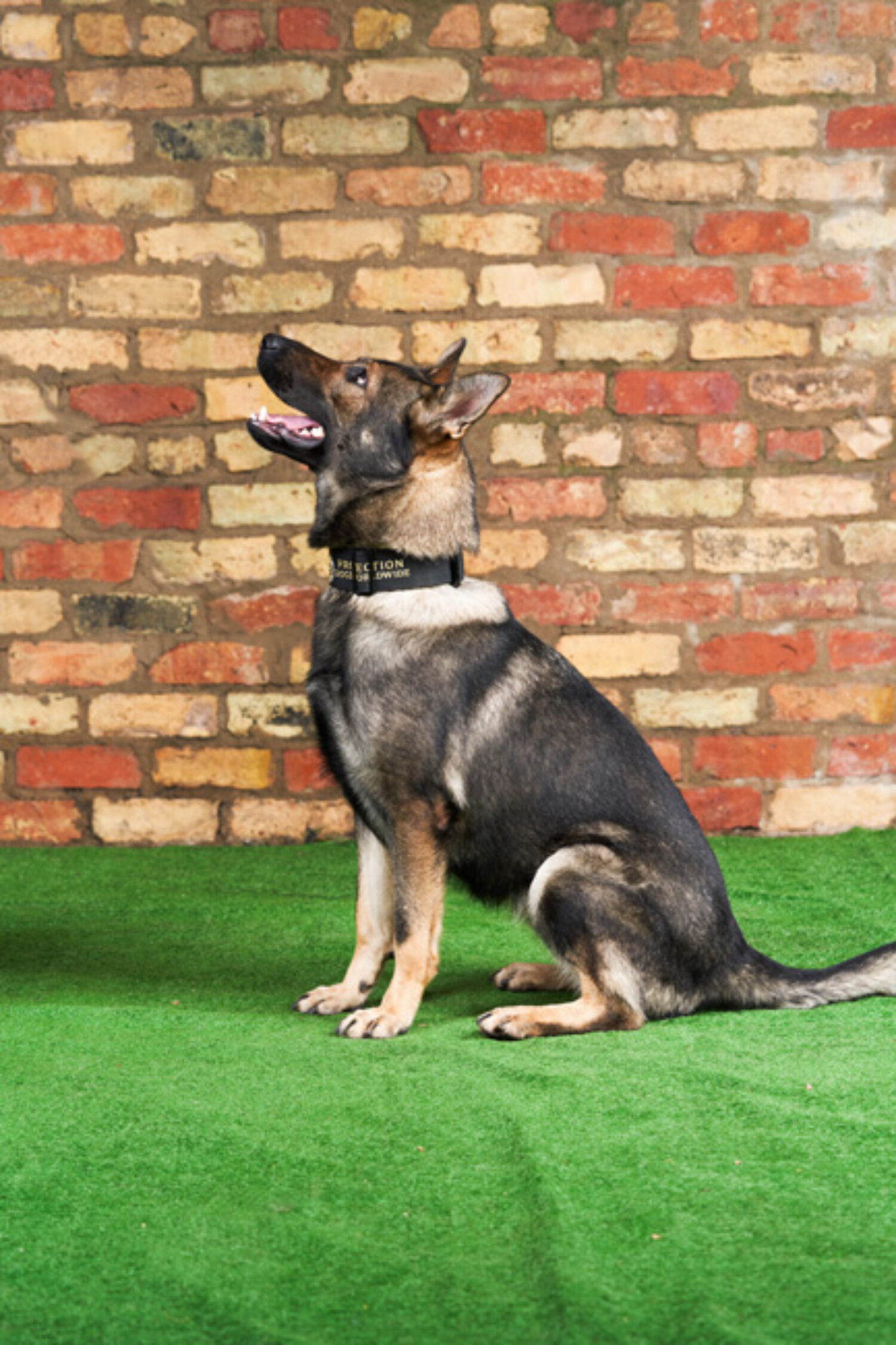 [Letter3 5] Trained Family Dog For Sale Near Me - ahtp2sh