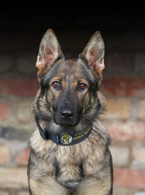 Gigi, Protection Dogs Worldwide