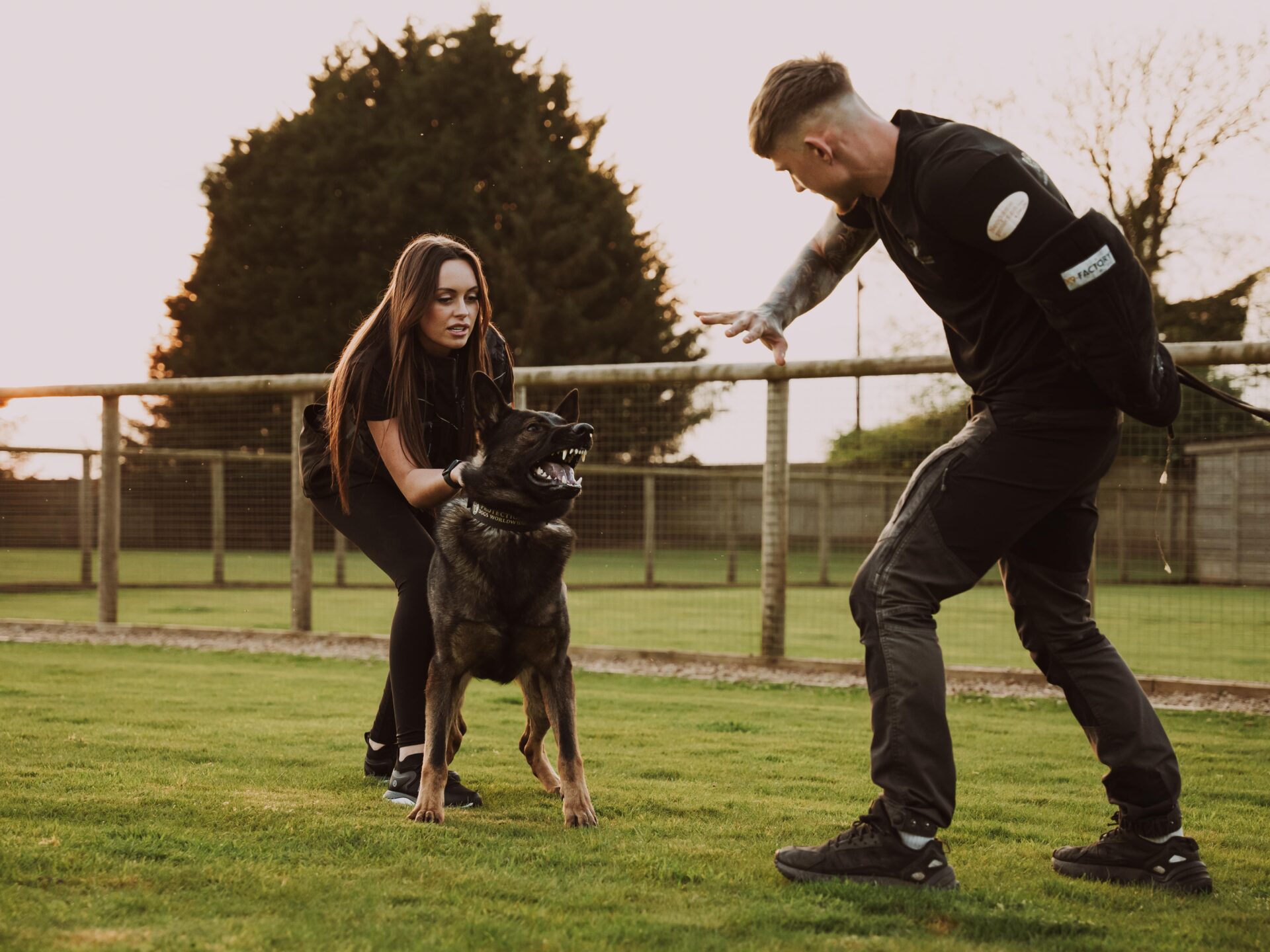 Schutzhund dog training near me hotsell