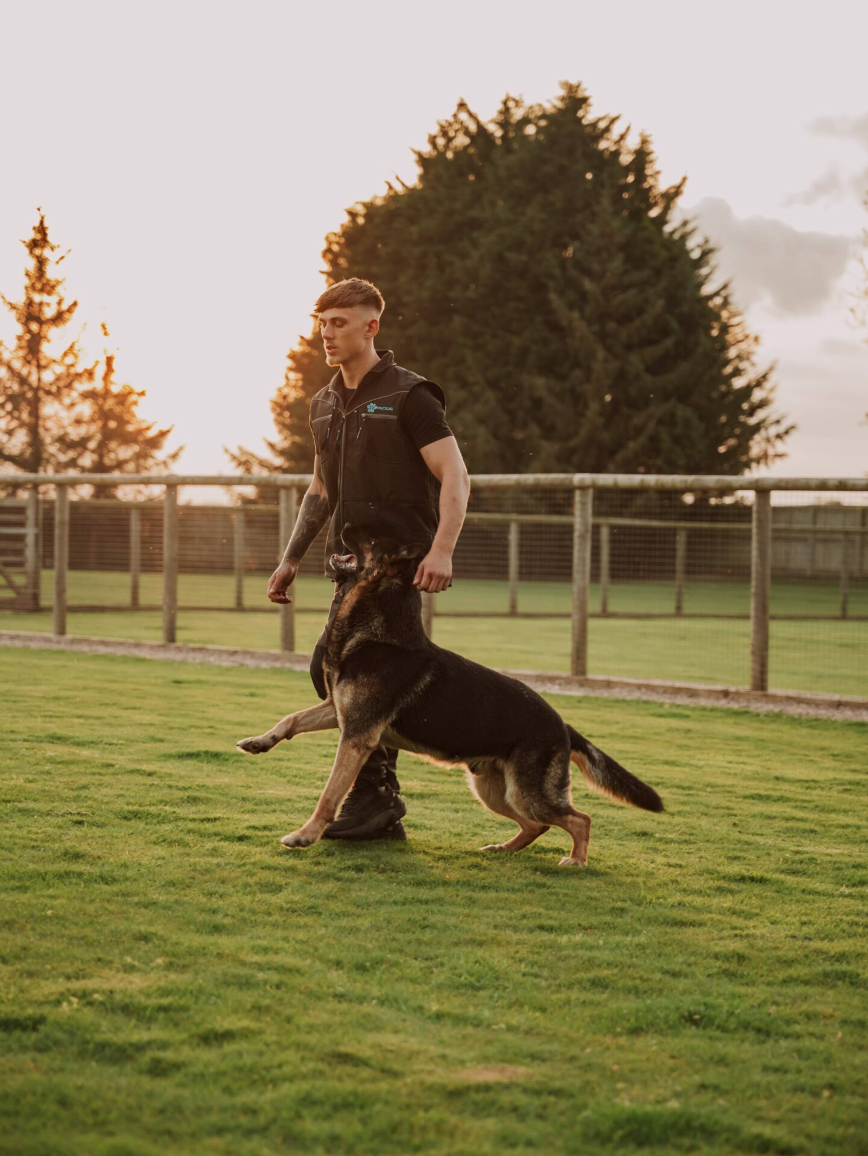 Puppy Obedience Courses UK Obedience training for puppies