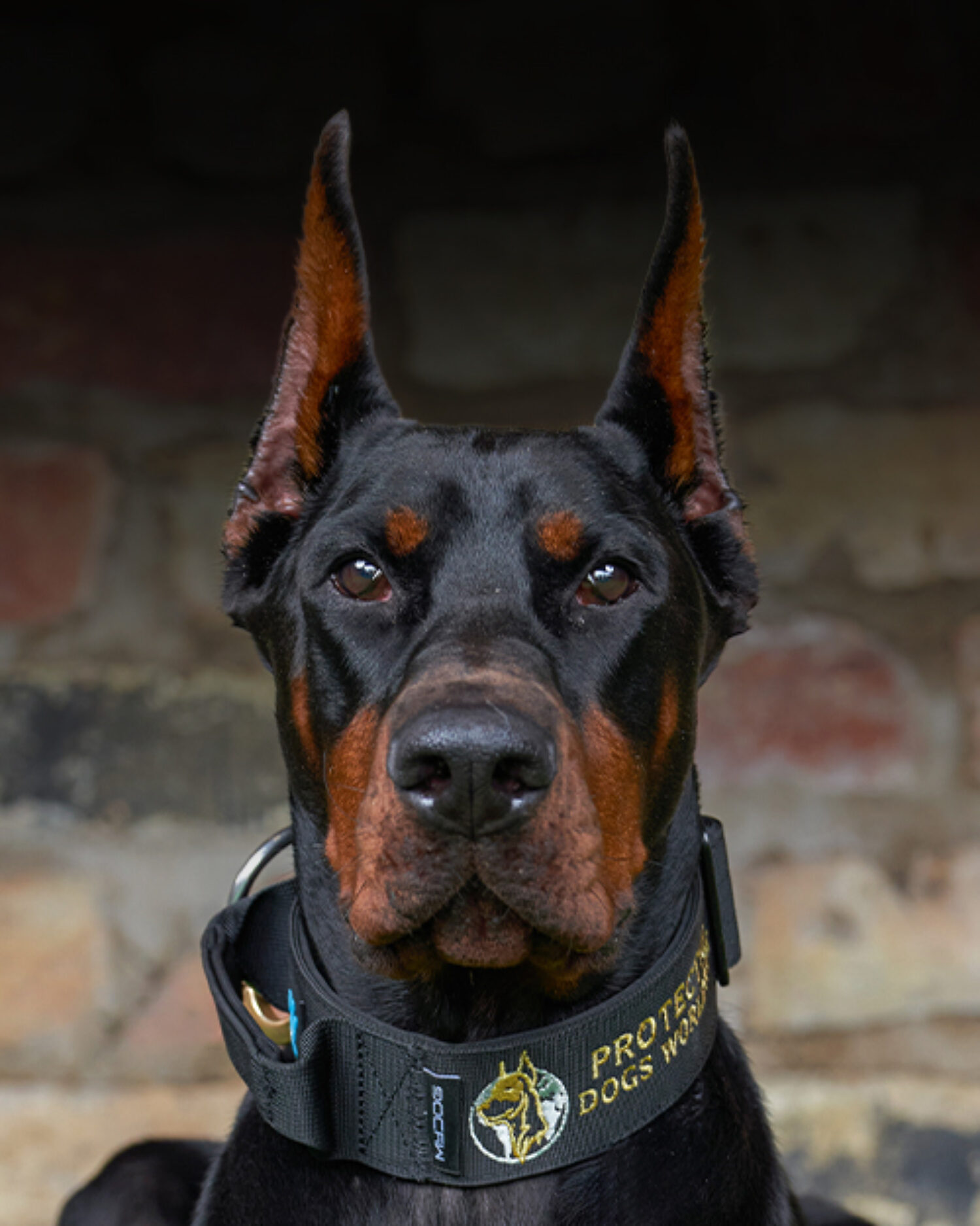 Protection dogs discount