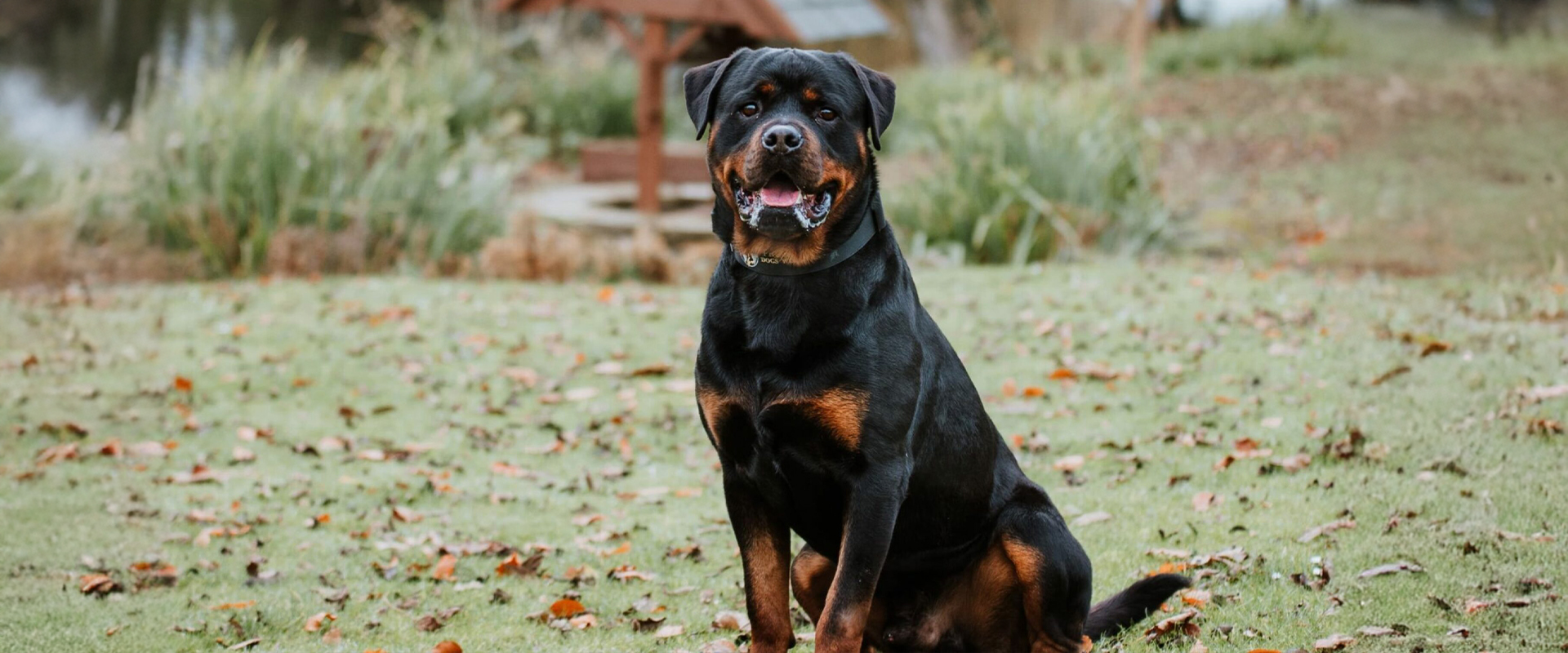 familyprotectiondog.jpg