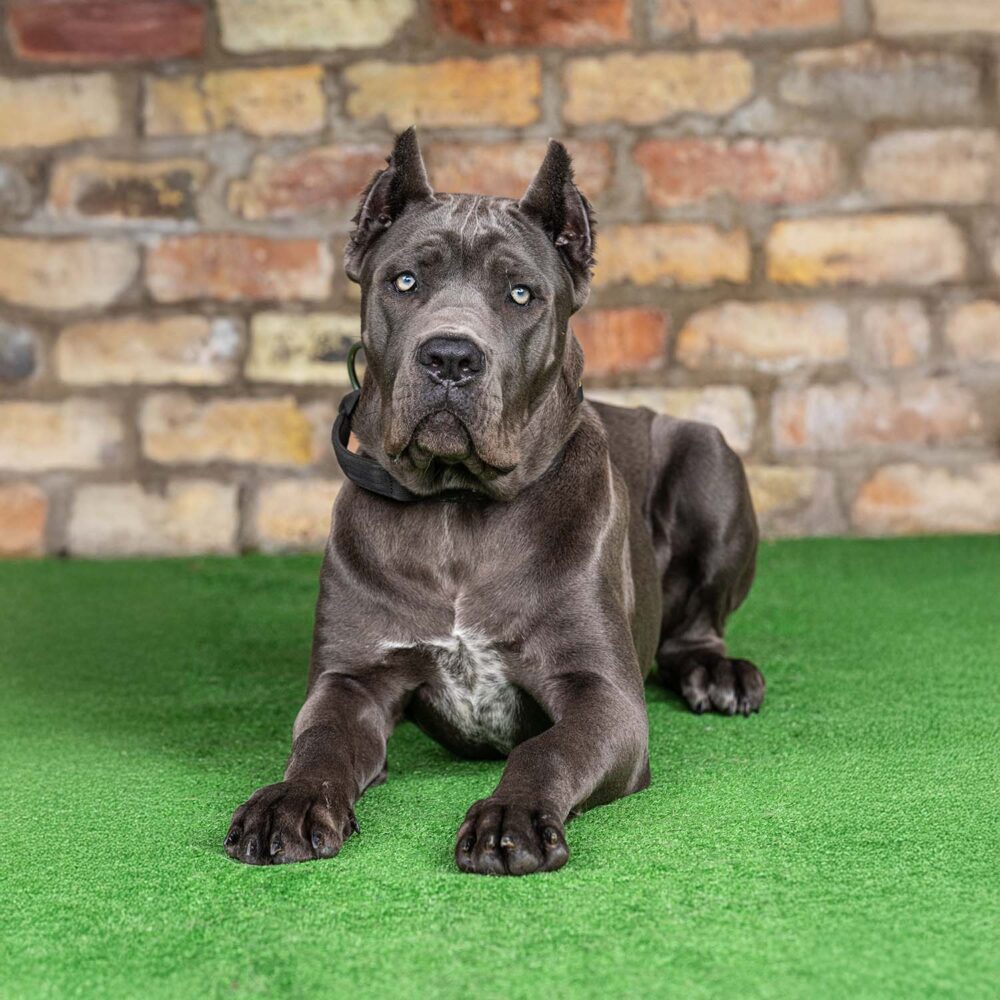 Azula - Protection Dogs Worldwide