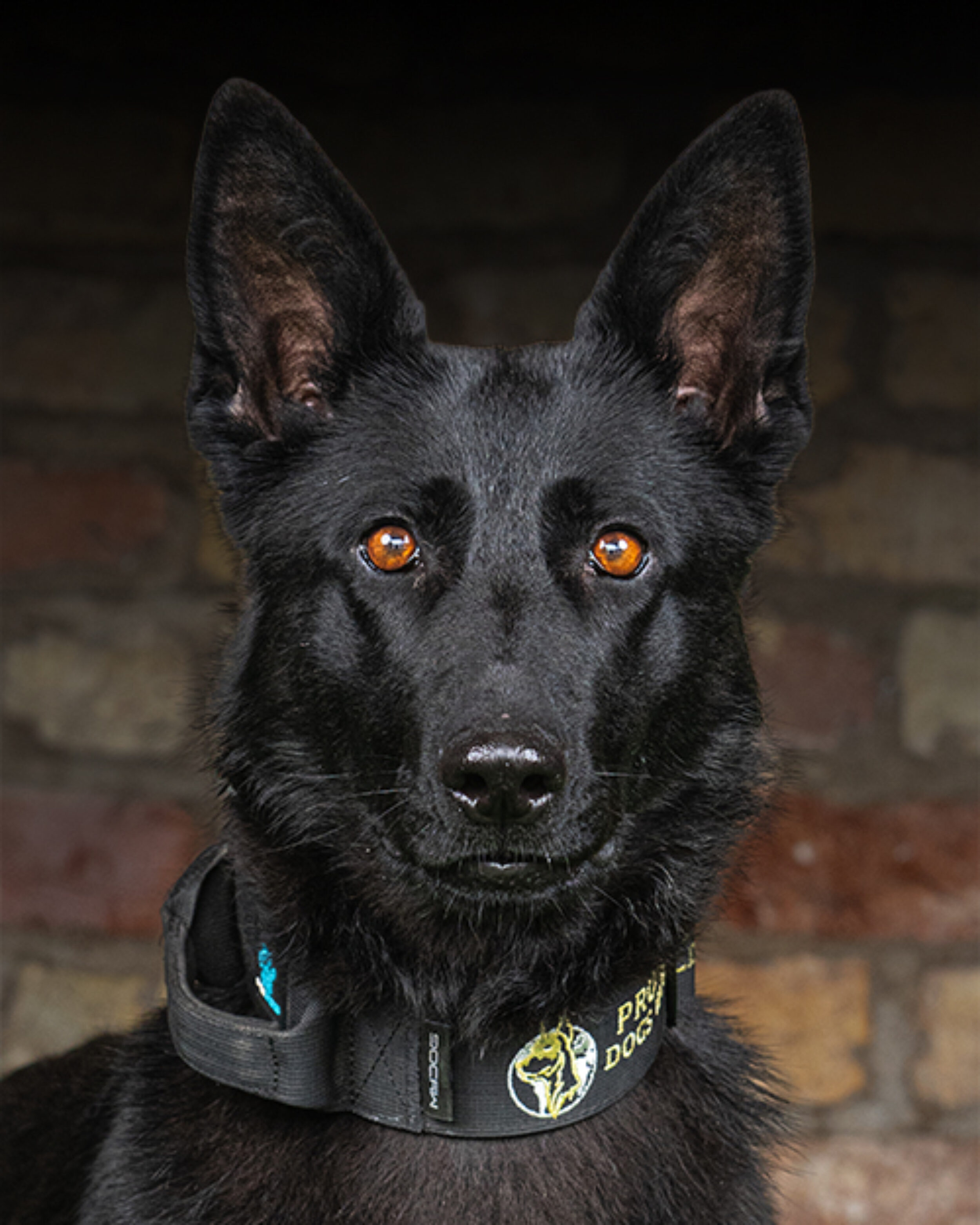Koda - Protection Dogs Worldwide