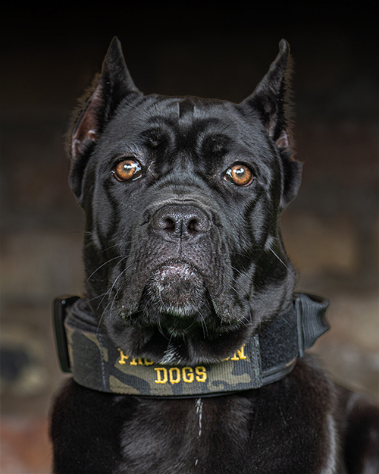 Drago JR. (RESERVED) - Doberman (Sold) Call +44 (0)785 8120