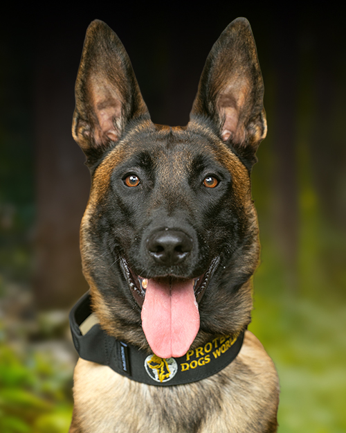 Residential dog training