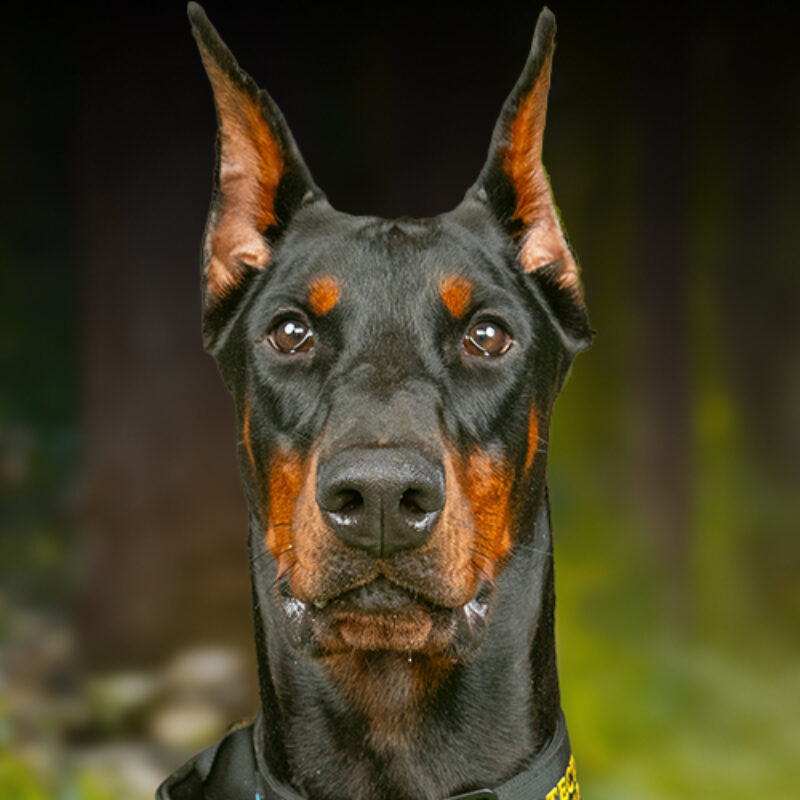 Juno