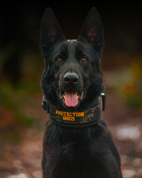 Dog training problem