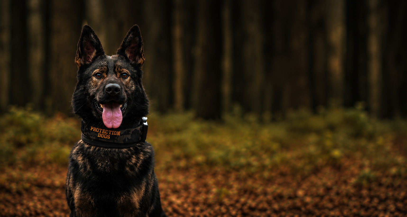 Protection dog