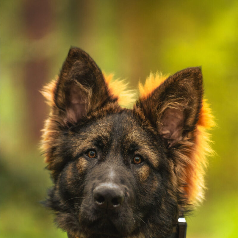Bouncer