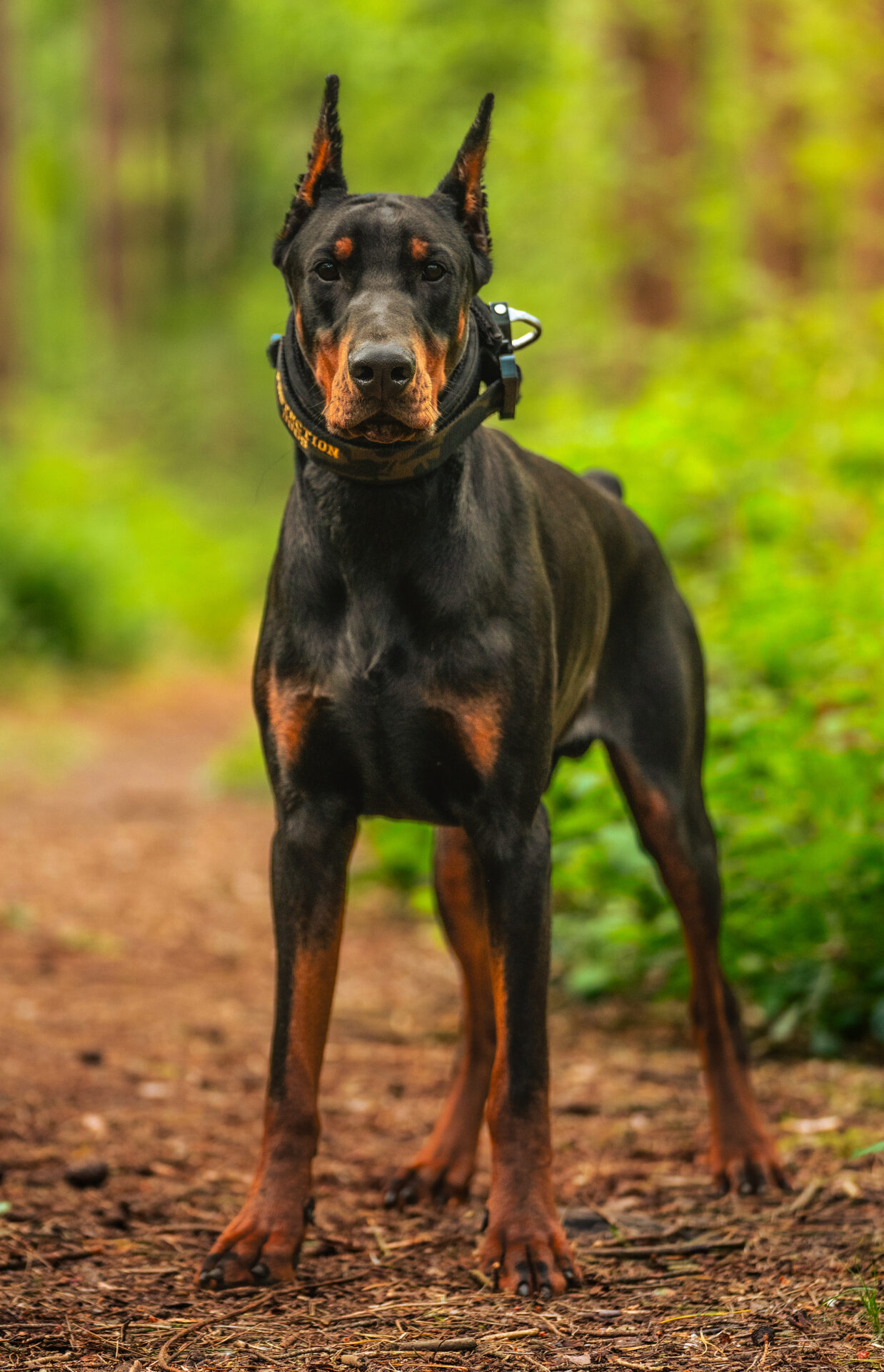 Bruno