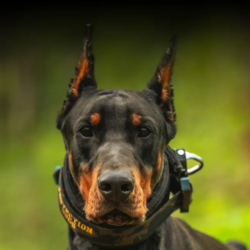 Bruno