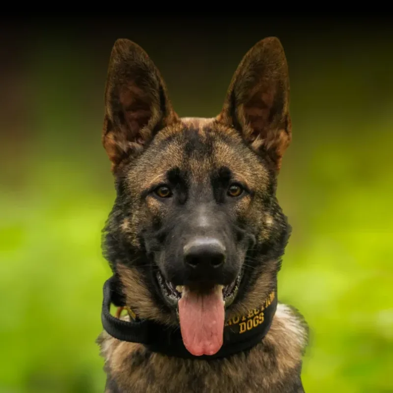 Duke
