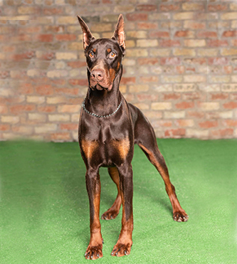 doberman