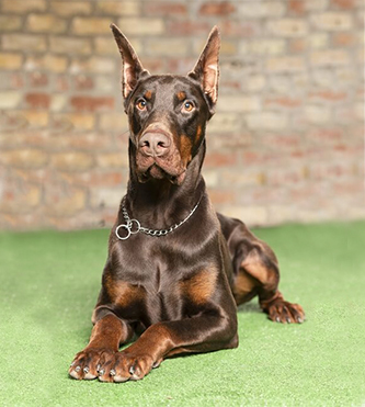 call doberman