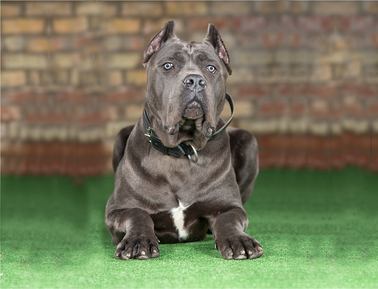 How To Train A Cane Corso - Watch the simple comparison of.