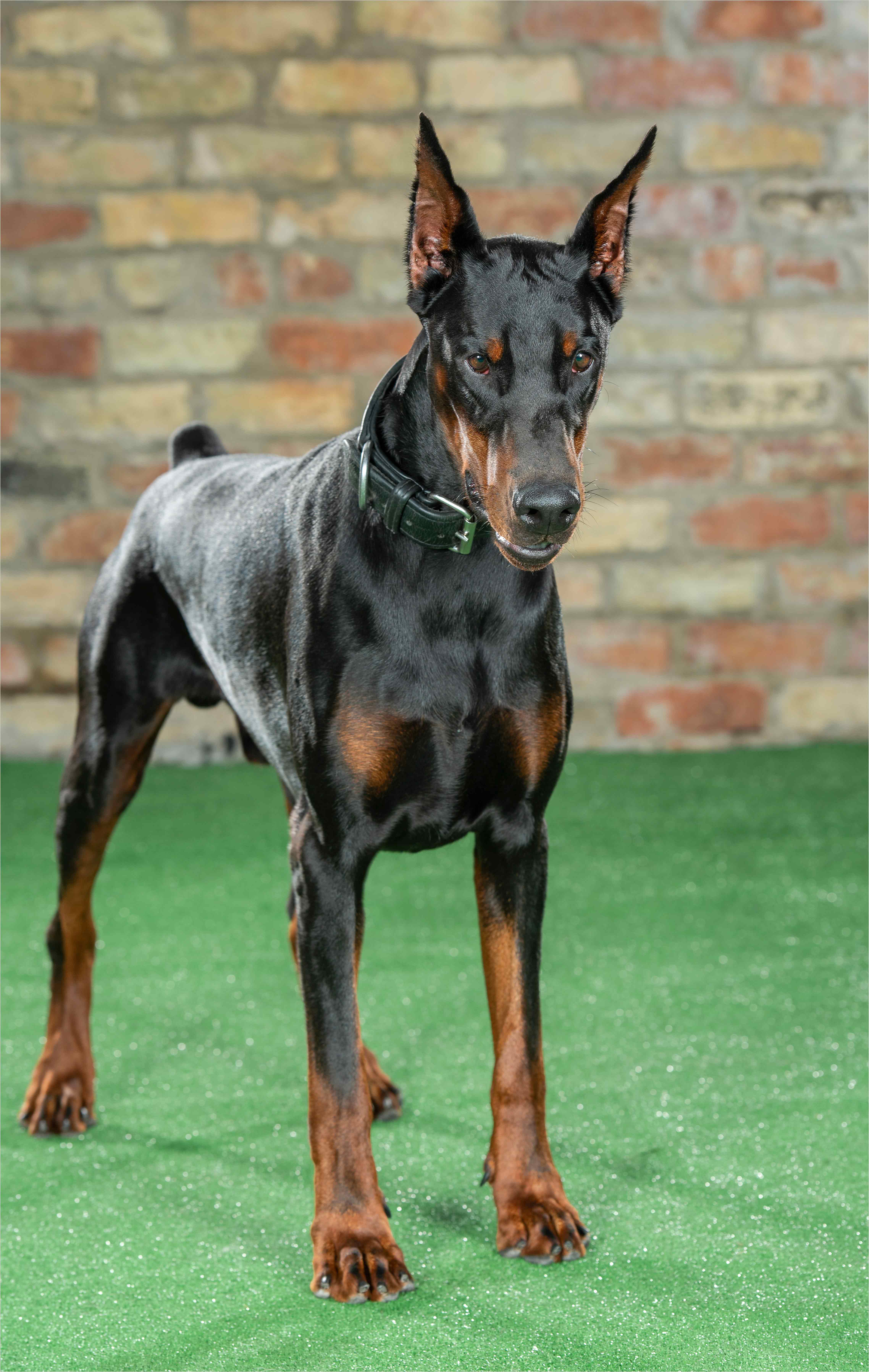 Rokko - Doberman (Sold) Call +44 (0)785 8120 456 for ...